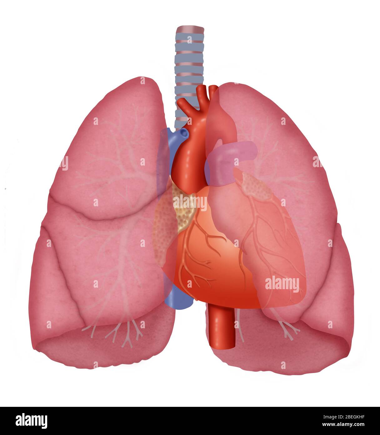 Lungs and heart Stock Photo Alamy