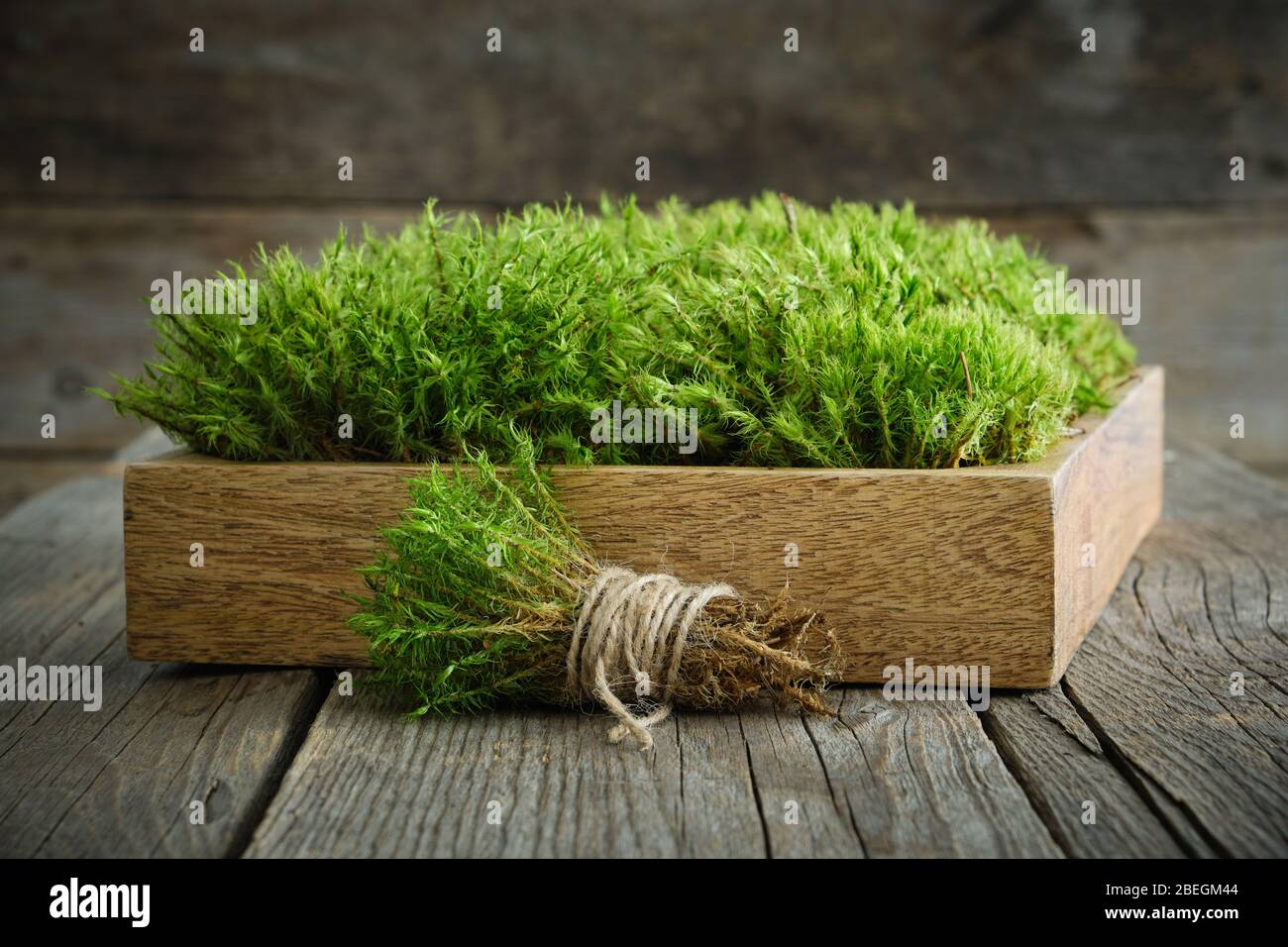 Common Haircap Moss in wooden crate on table. Stock Photo