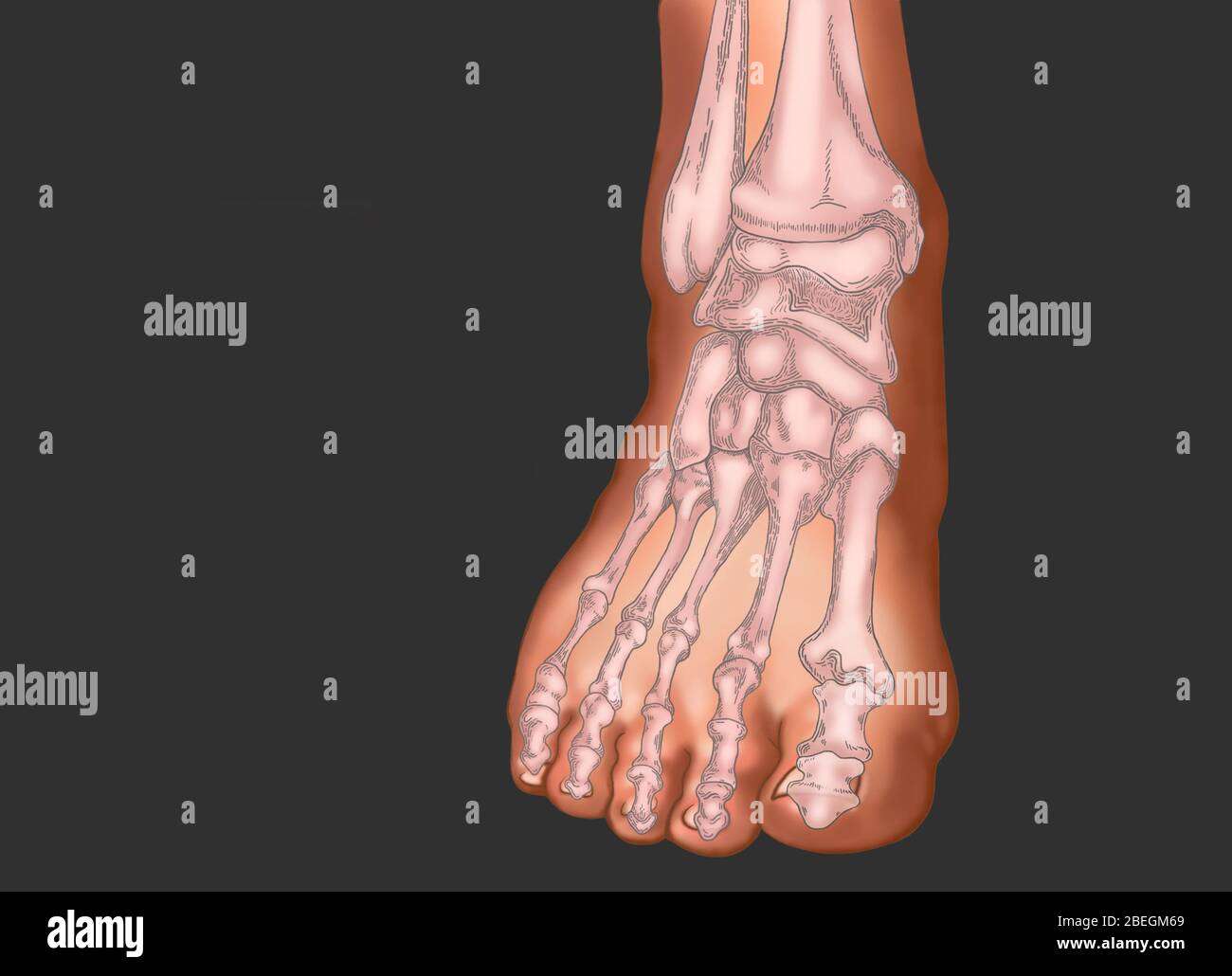 Skeleton of the Foot Stock Photo