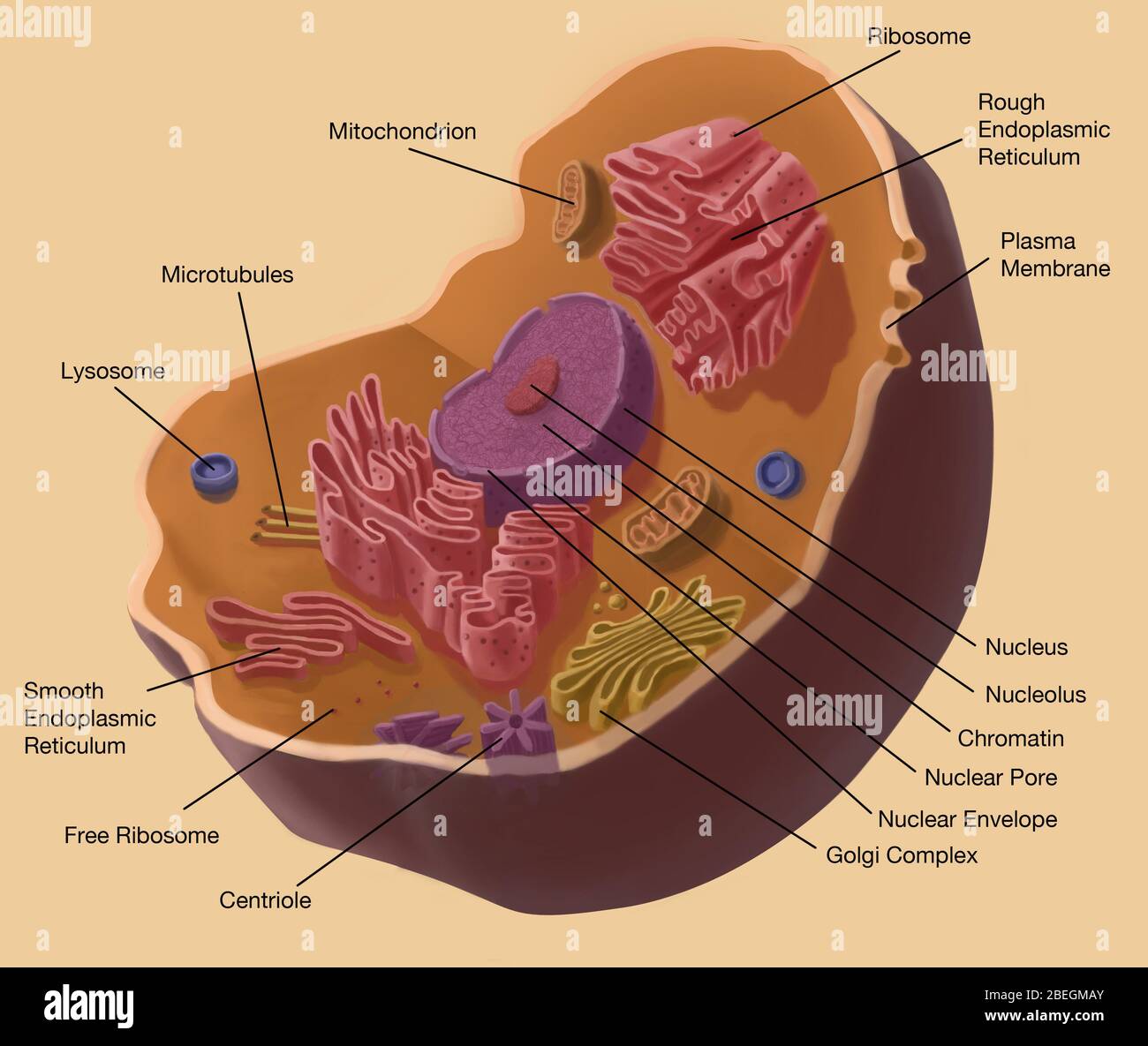 Animal Cell Stock Photo