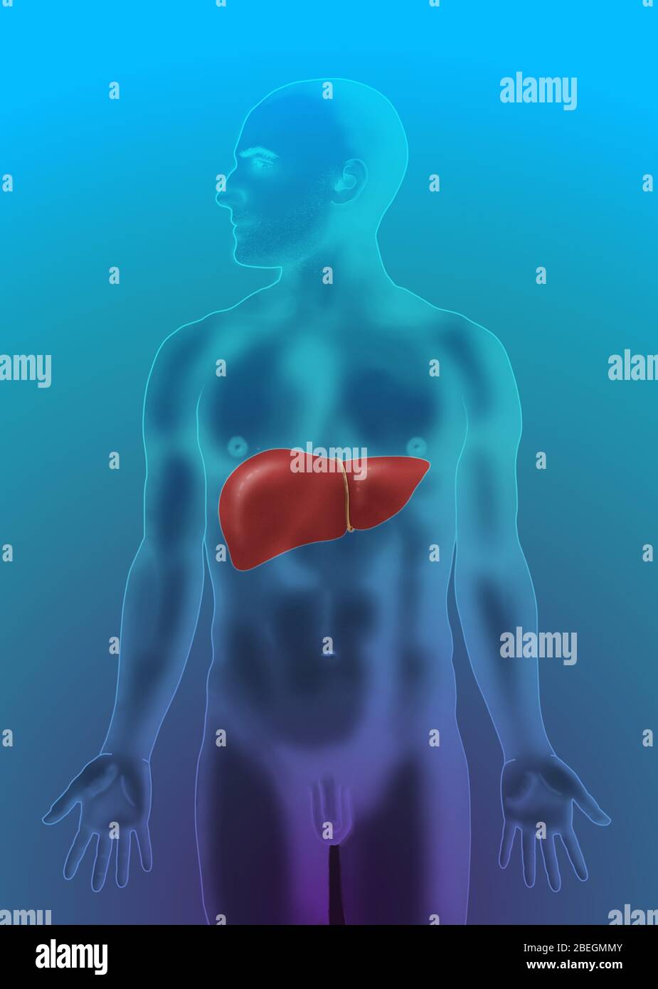 Anatomical Position of Liver Stock Photo Alamy