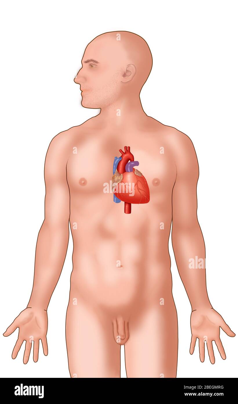 Anatomical Position of Heart Stock Photo