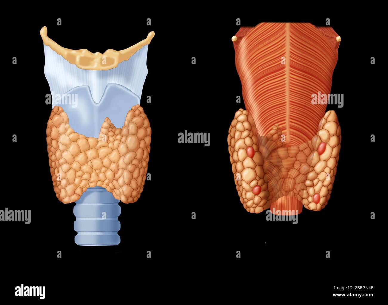 Thyroid & Parathyroid Gland Stock Photo