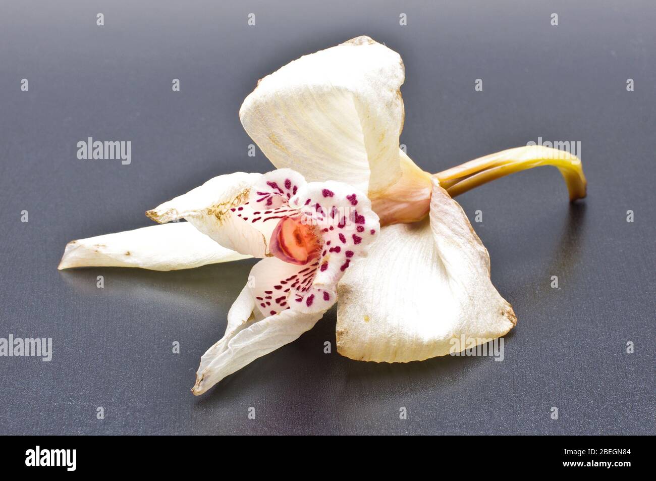 Faded orchid flower blossom isolated on the gray background Stock Photo