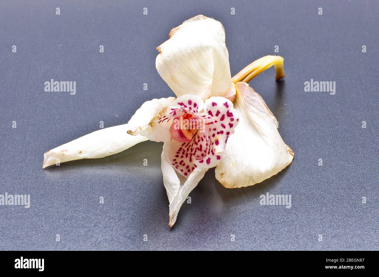 Faded orchid flower blossom isolated on the gray background Stock Photo