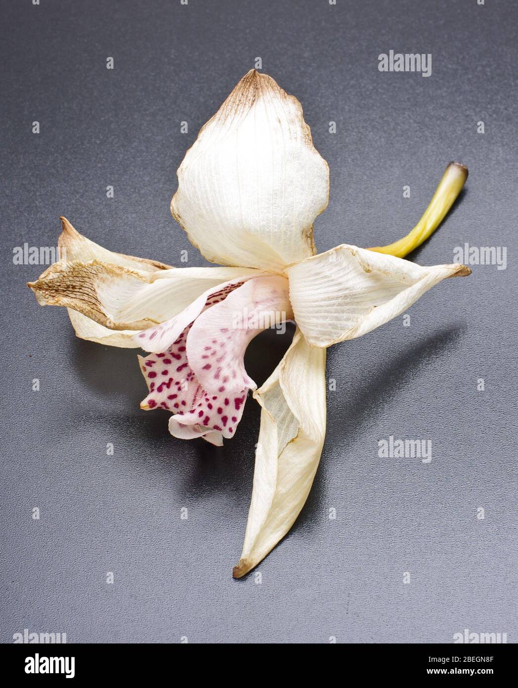 Faded orchid flower blossom isolated on the white background Stock Photo