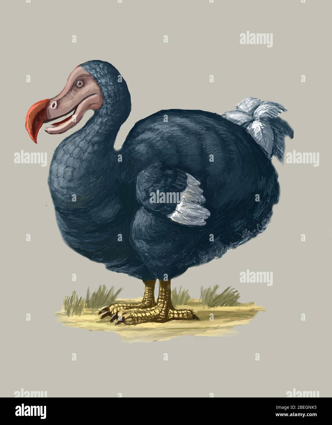 Bird dodo Dodo