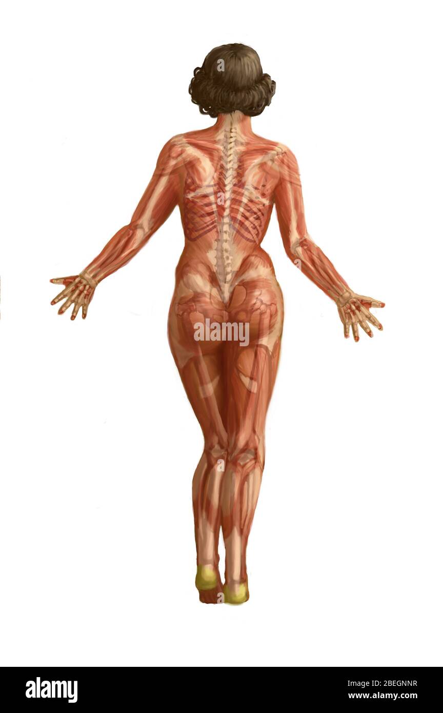 Human muscular system hires stock photography and images Alamy