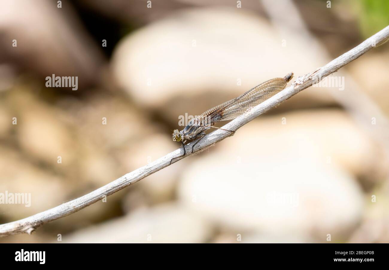 Immature American Rubyspot Damselfly (Hetaerina americana) Perched on a ...