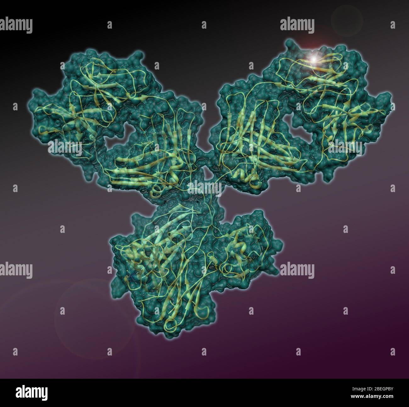 Monospecific antibody hires stock photography and images Alamy