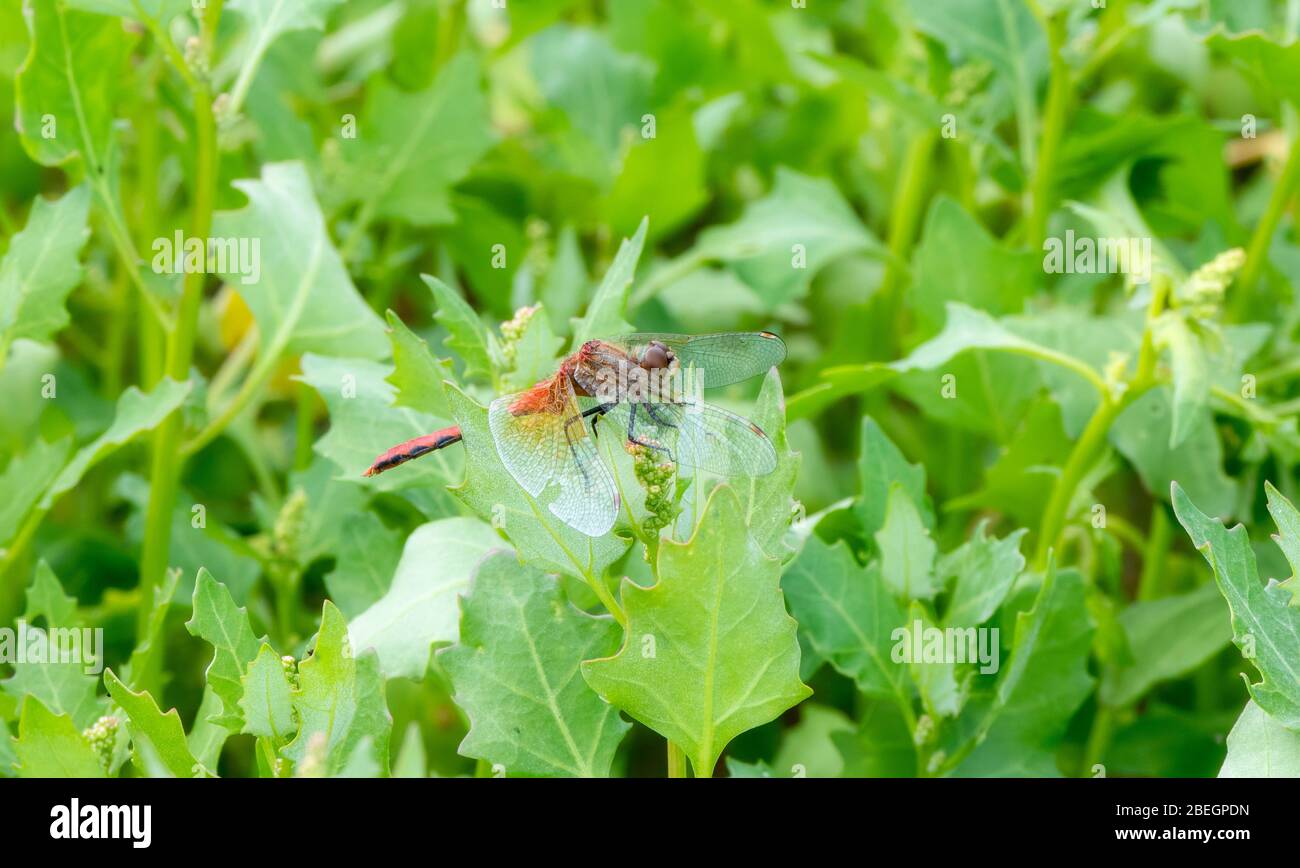 Ruby Meadowhawk Dragonfly (Sympetrum rubicundulum) Perched on a Leaf in Eastern Colorado Stock Photo