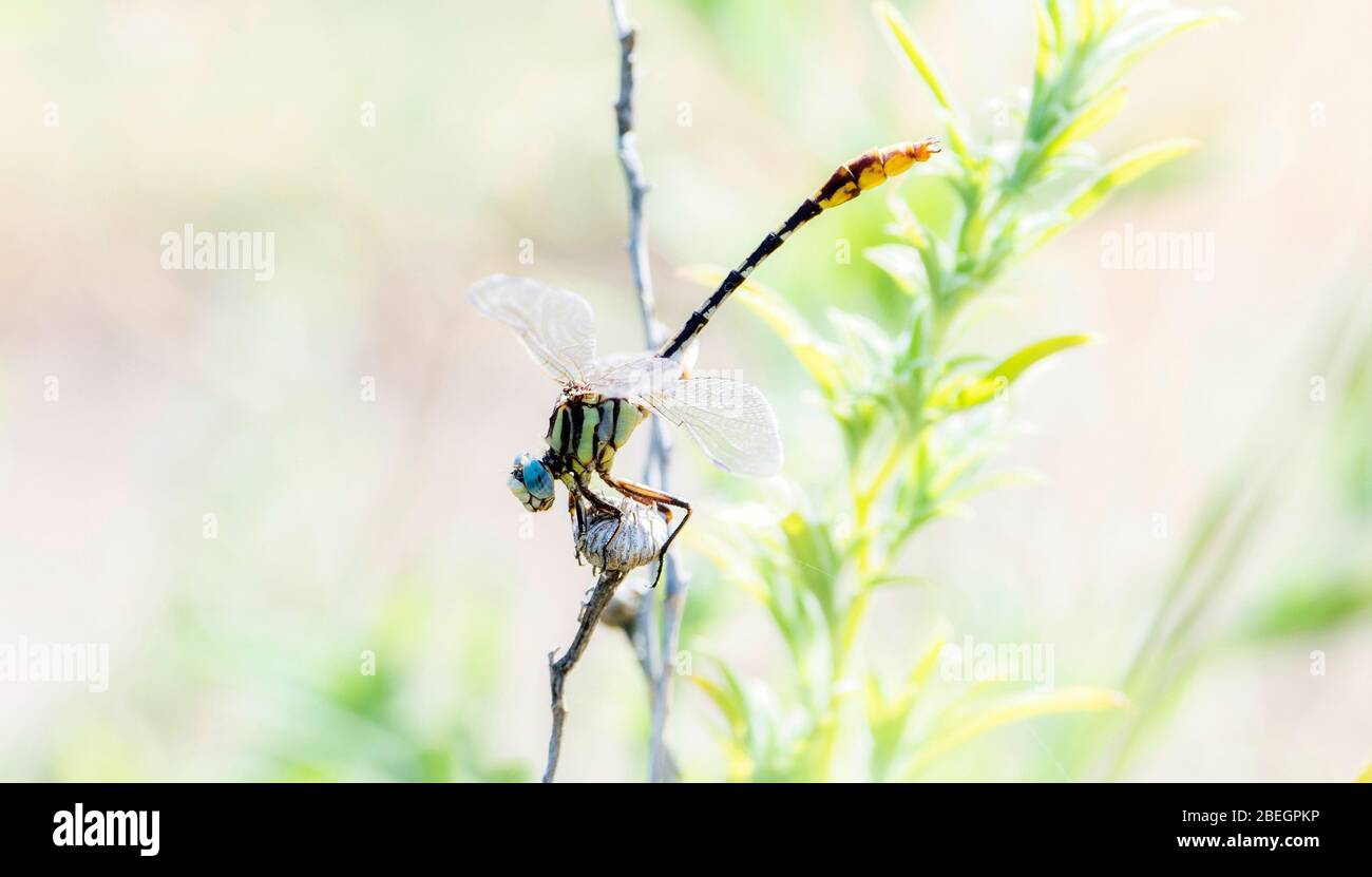 Sulphur-tipped Clubtail Dragonfly (Phanogomphus militaris) Perched on a Branch in Eastern Colorado Stock Photo