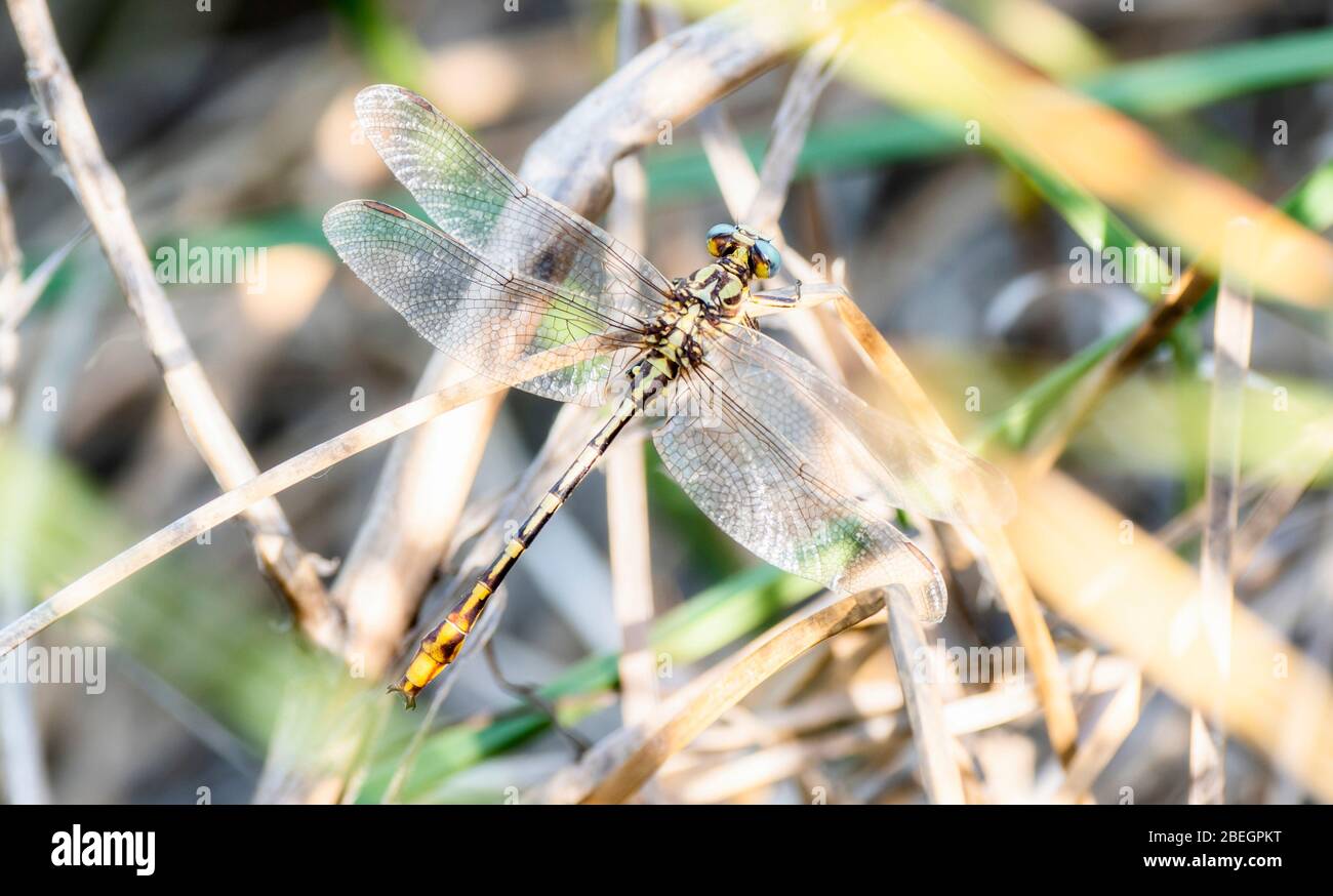Sulphur-tipped Clubtail Dragonfly (Phanogomphus militaris) Perched on a Branch in Eastern Colorado Stock Photo