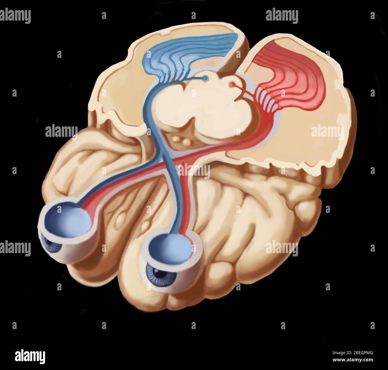 Optic chiasma hi-res stock photography and images - Alamy Optic chiasma hi-res stock photography and images - Alamy