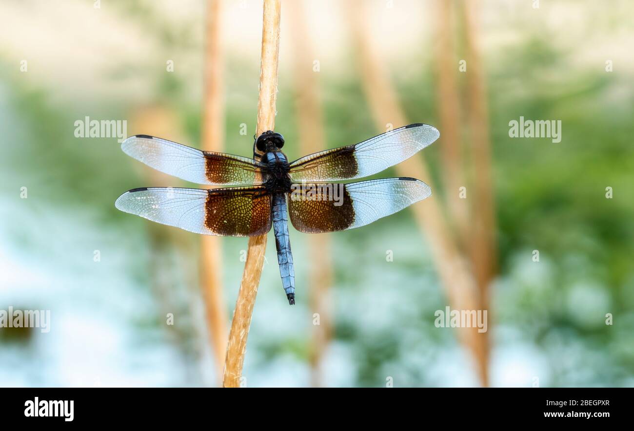 Widow Skimmer Dragonfly (Libellula luctuosa) Perched on Vegetation Over ...