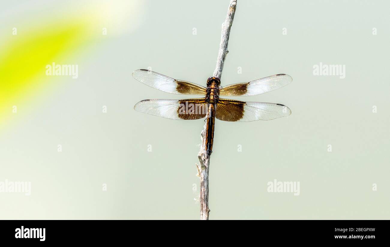 Widow Skimmer Dragonfly (Libellula luctuosa) Perched on Vegetation Over ...