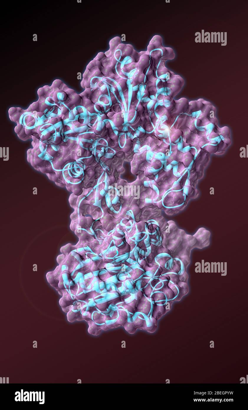 Actin and Myosin Stock Photo - Alamy