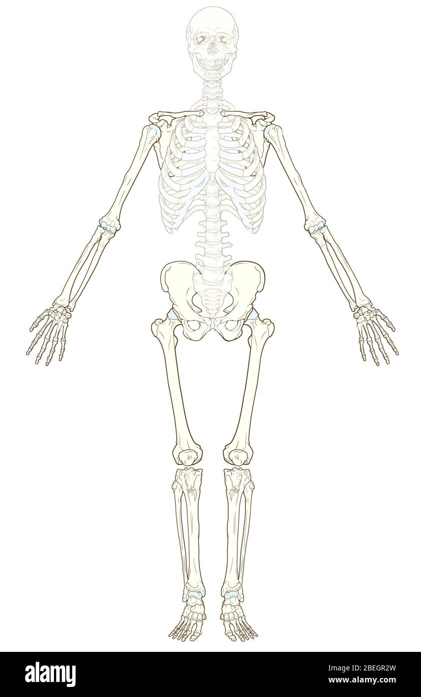 Appendicular Skeleton High Resolution Stock Photography and Images Biology Diagrams
