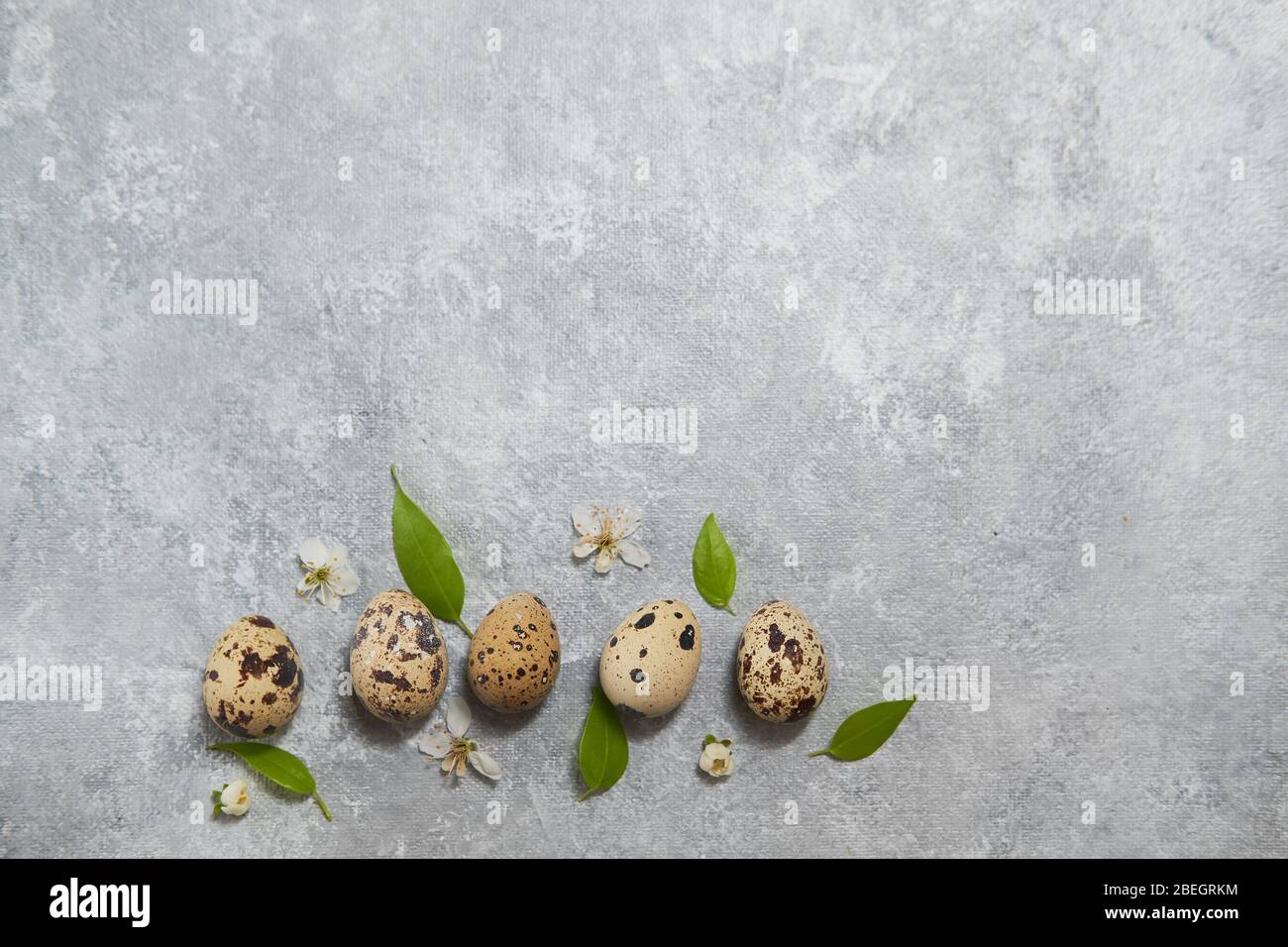quail eggs pattern and green leaves on a gray background. easter composition Stock Photo