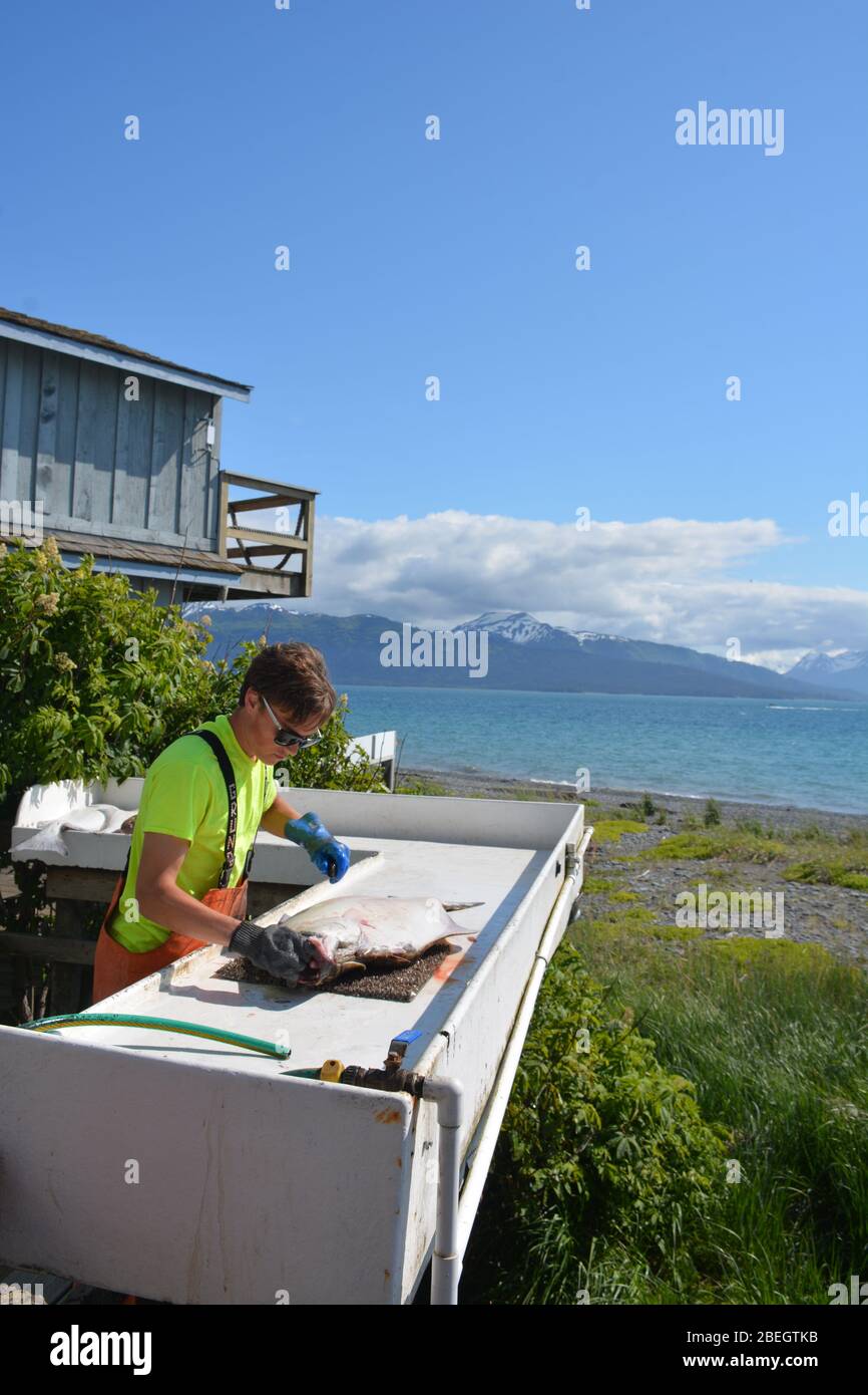 Cleaning and preparing freshly caught Halibut in Homer, Alaska, USA