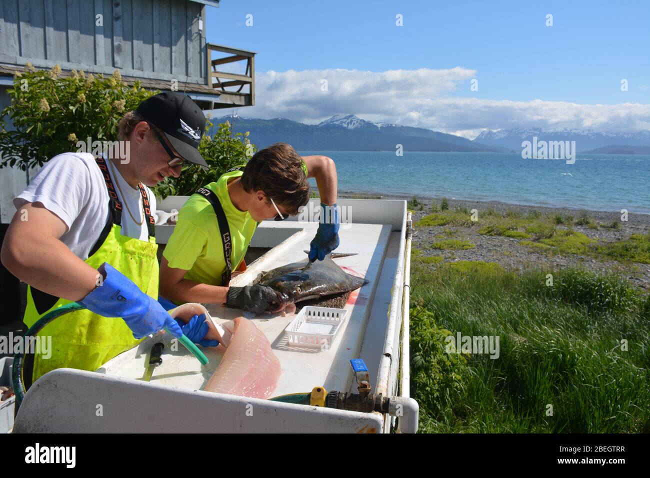 Cleaning and preparing freshly caught Halibut in Homer, Alaska, USA
