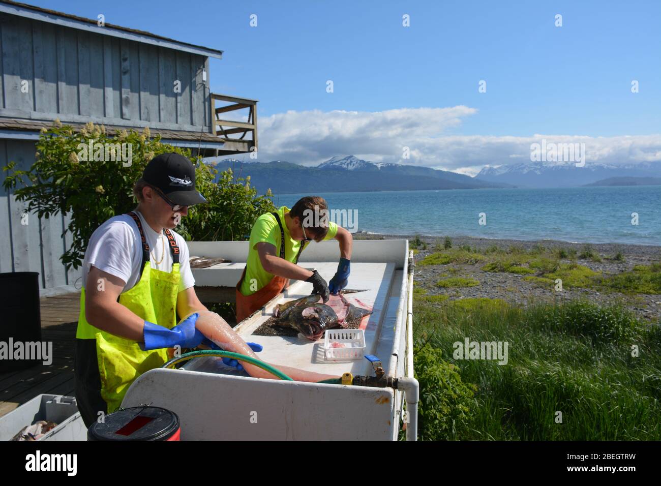 Cleaning and preparing freshly caught Halibut in Homer, Alaska, USA