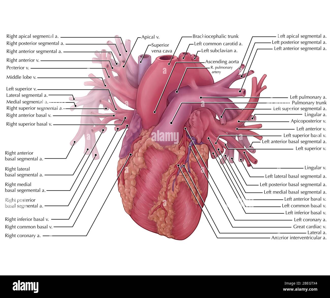 Vessels of the Heart Stock Photo
