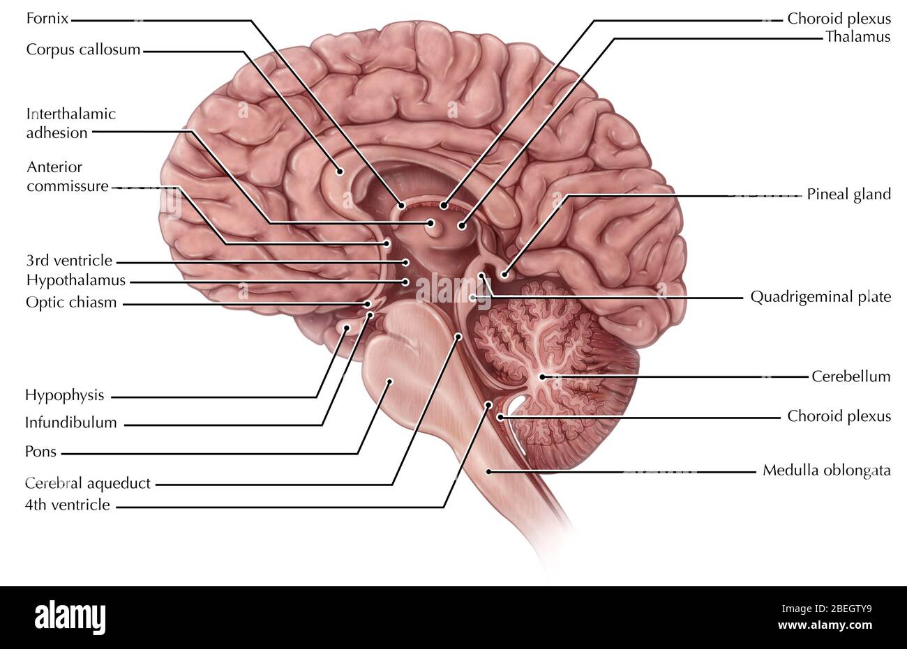 Brain, Midsagittal View Stock Photo