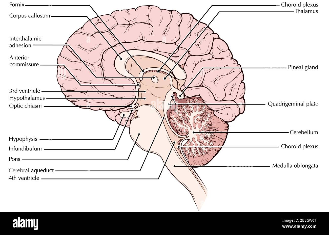 midsagittal plane