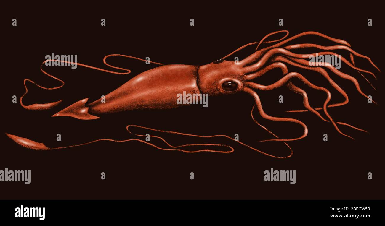 Giant Squid Stock Photo