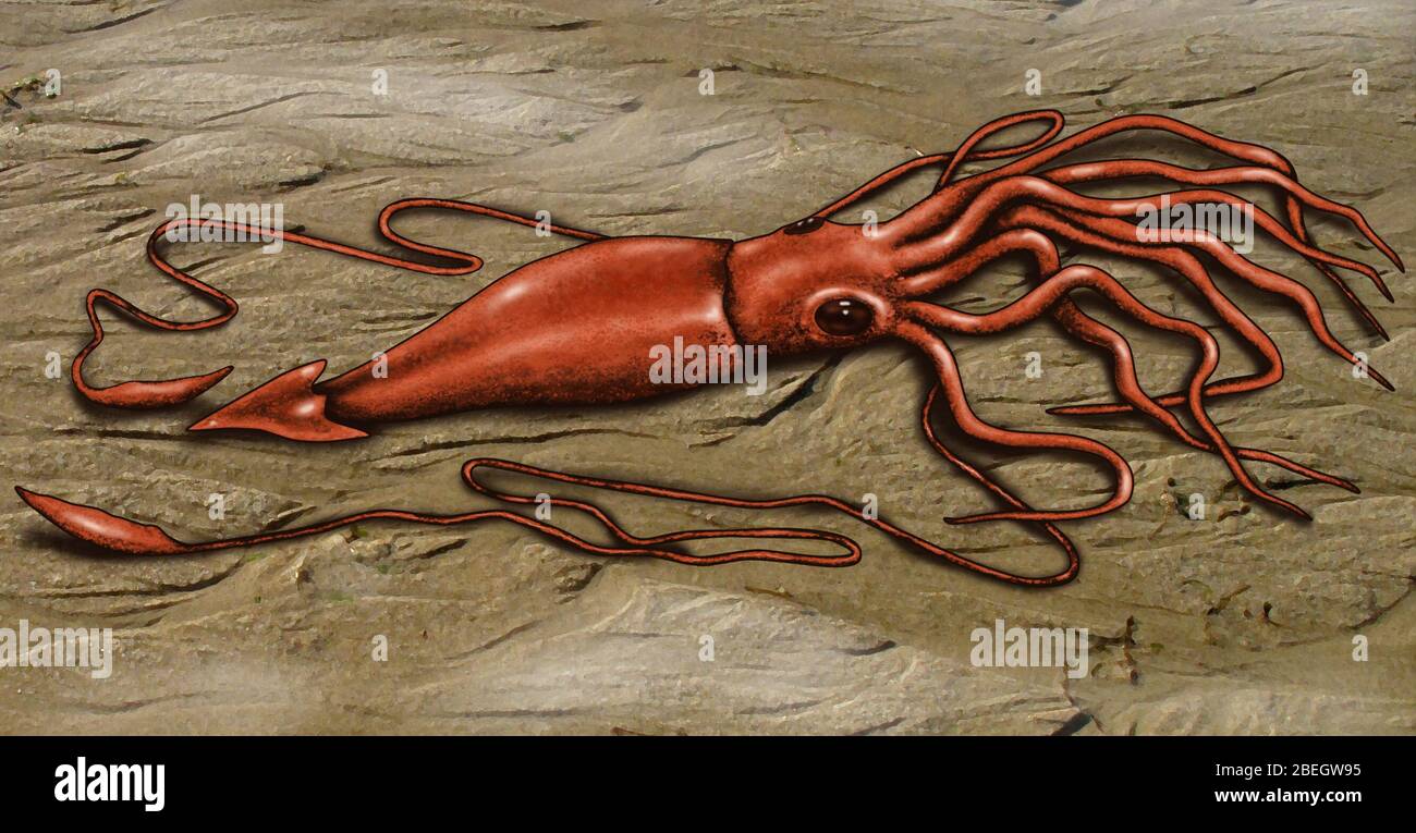 Giant Squid Stock Photo