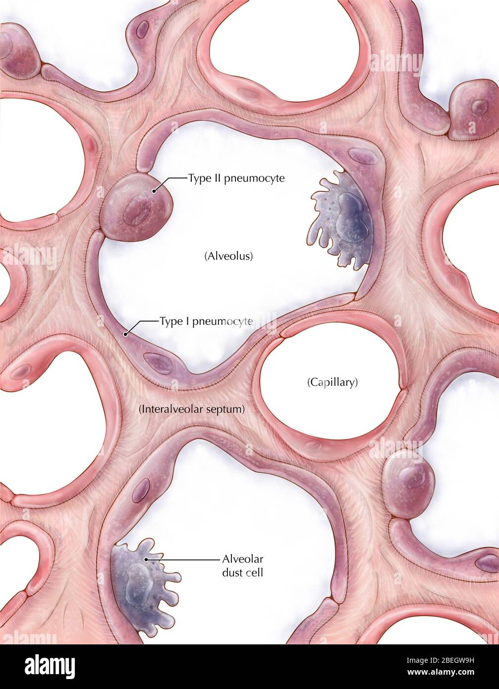 Pulmonary Alveoli Stock Photo - Alamy