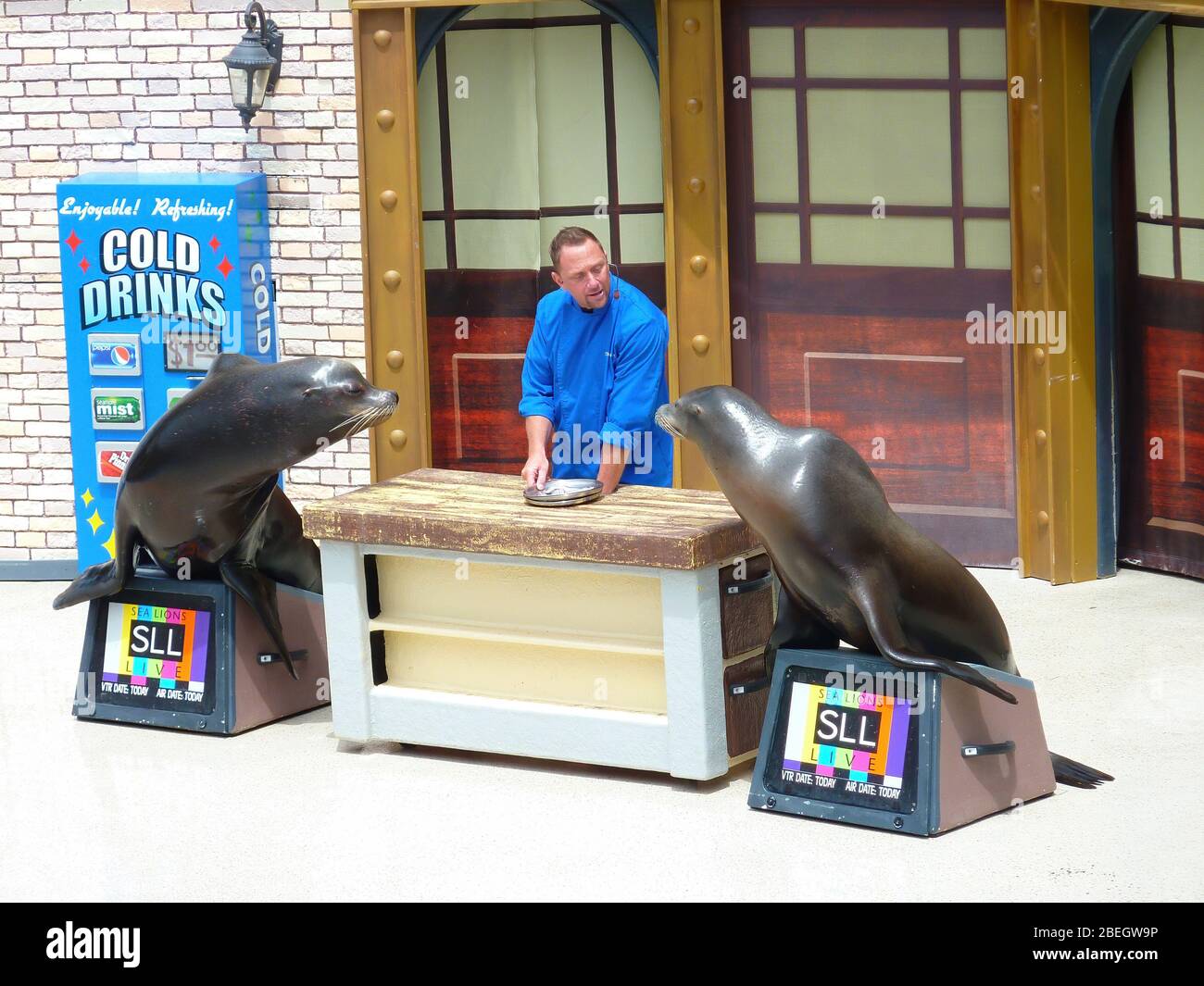 San diego sea lions hi-res stock photography and images - Alamy