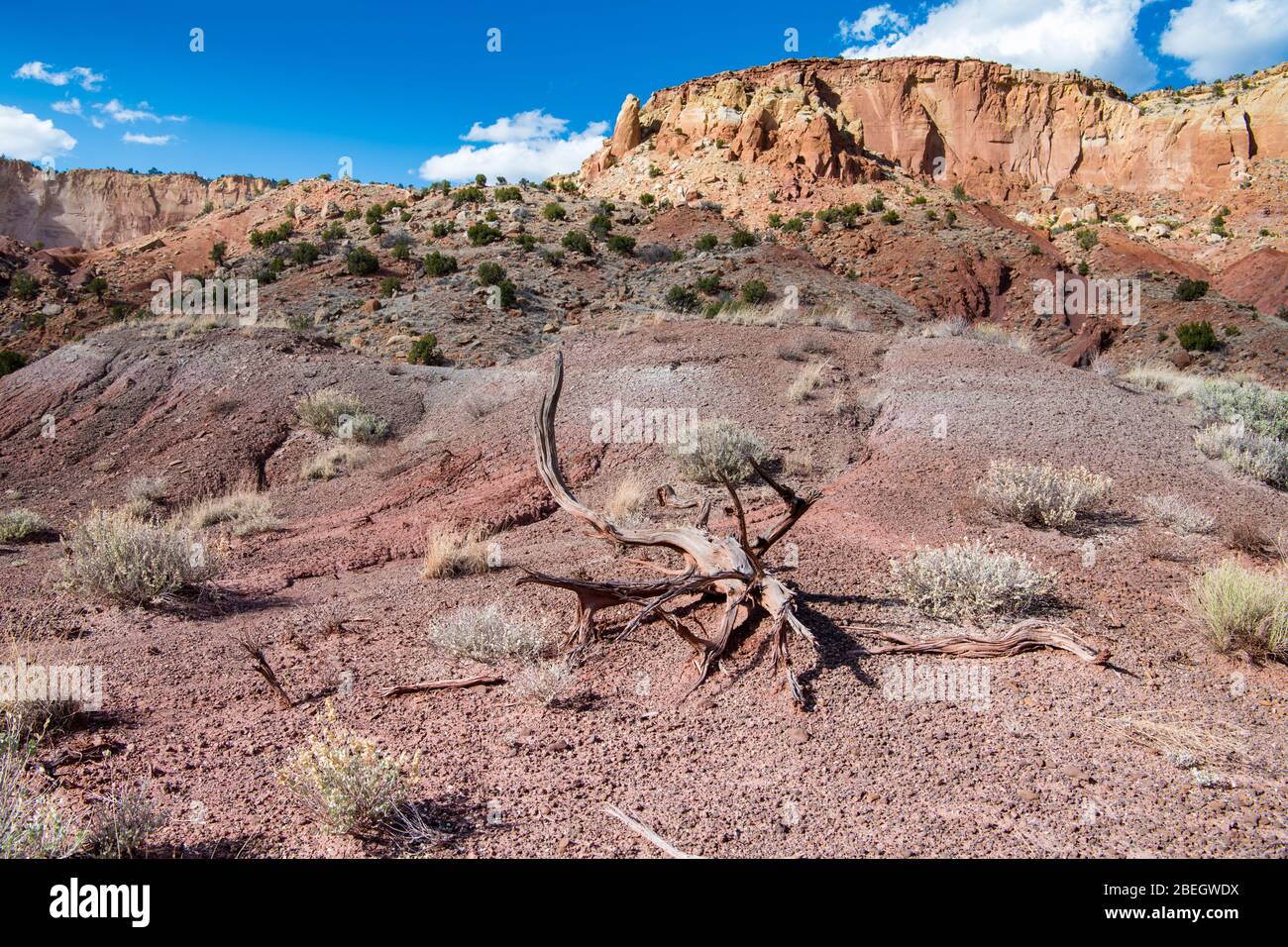 Desert landscape with a twisted dead tree trunk beneath a colorful mesa with high cliffs and rock formations in northern New Mexico Stock Photo