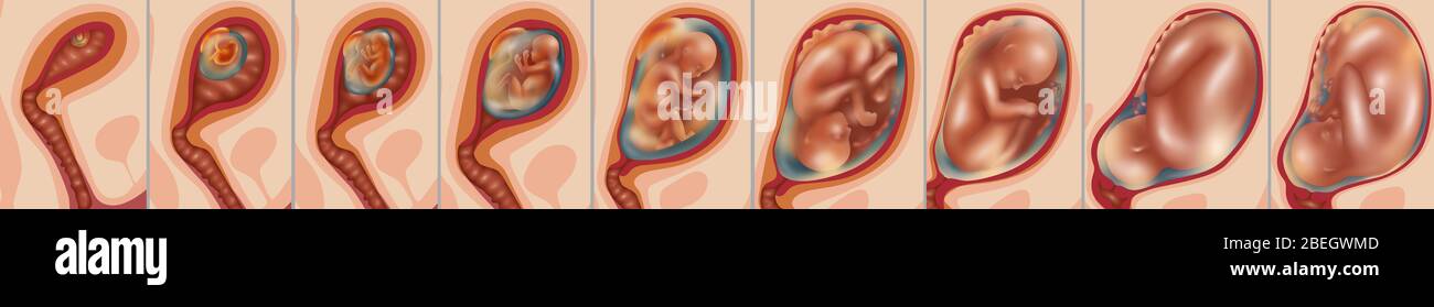 Fetal hi-res stock photography and images - Alamy