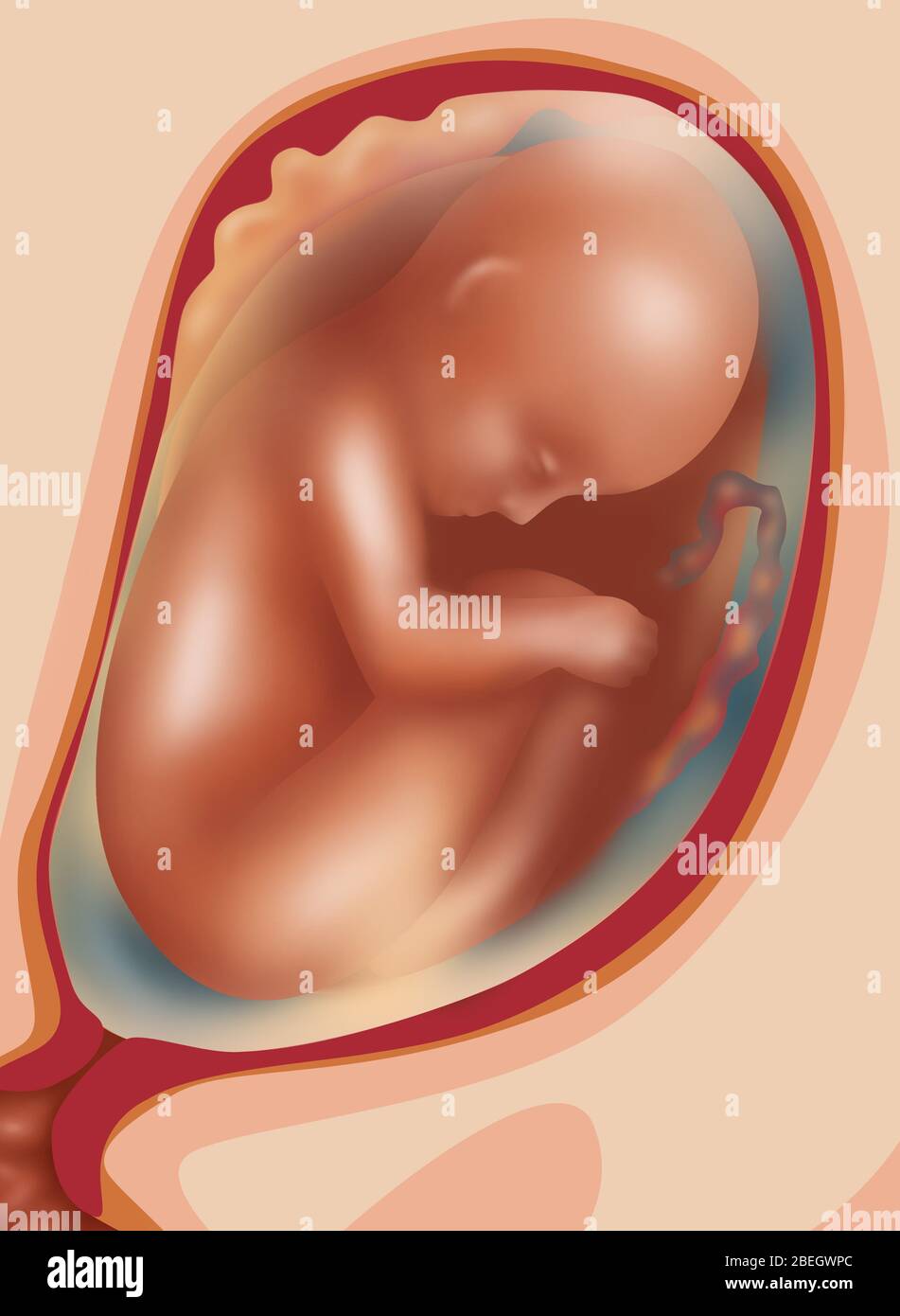 Fetal Growth - Month 7 Stock Photo