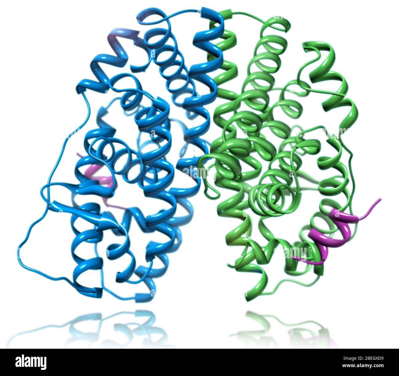 Estrogren Receptor Alpha Molecular Model Stock Photo