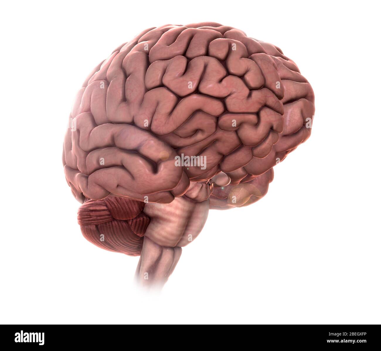 3d brain illustration cerebellum stem hi-res stock photography and ...