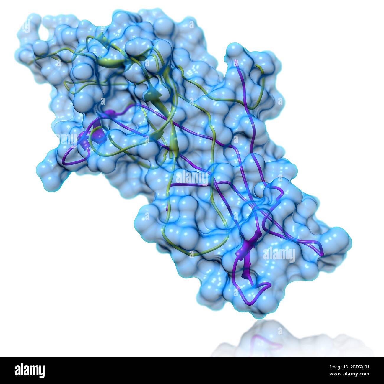 Human Chorionic Gonadotropin Molecular Model Stock Photo