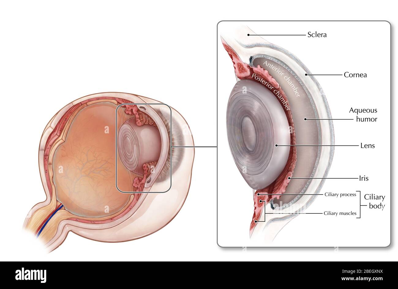 The Eye Anterior And Posterior Chambers Anatomical Chart Anatomy My