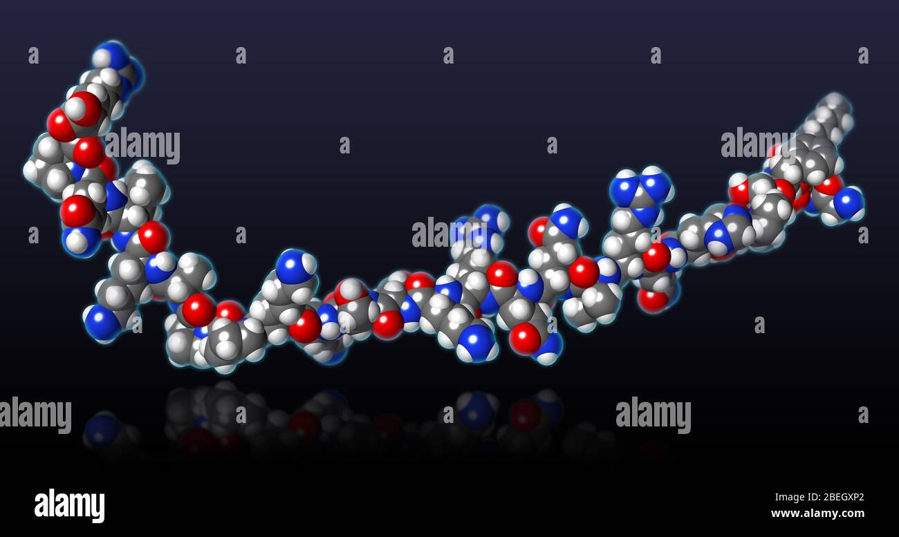 Ghrelin molecular model hi-res stock photography and images - Alamy