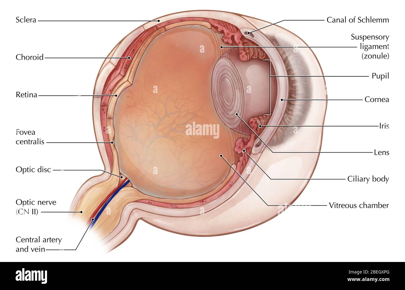 Eye Anatomy Illustration Stock Photo