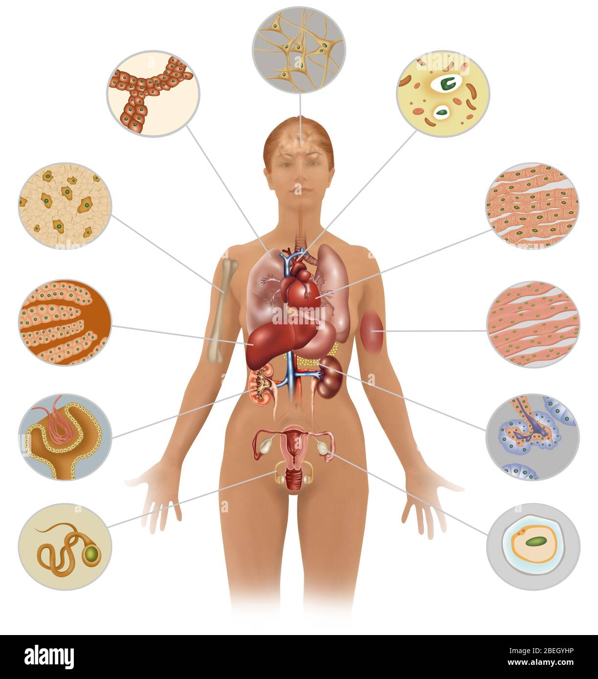 Liver cell with labeled structures hi-res stock photography and images ...