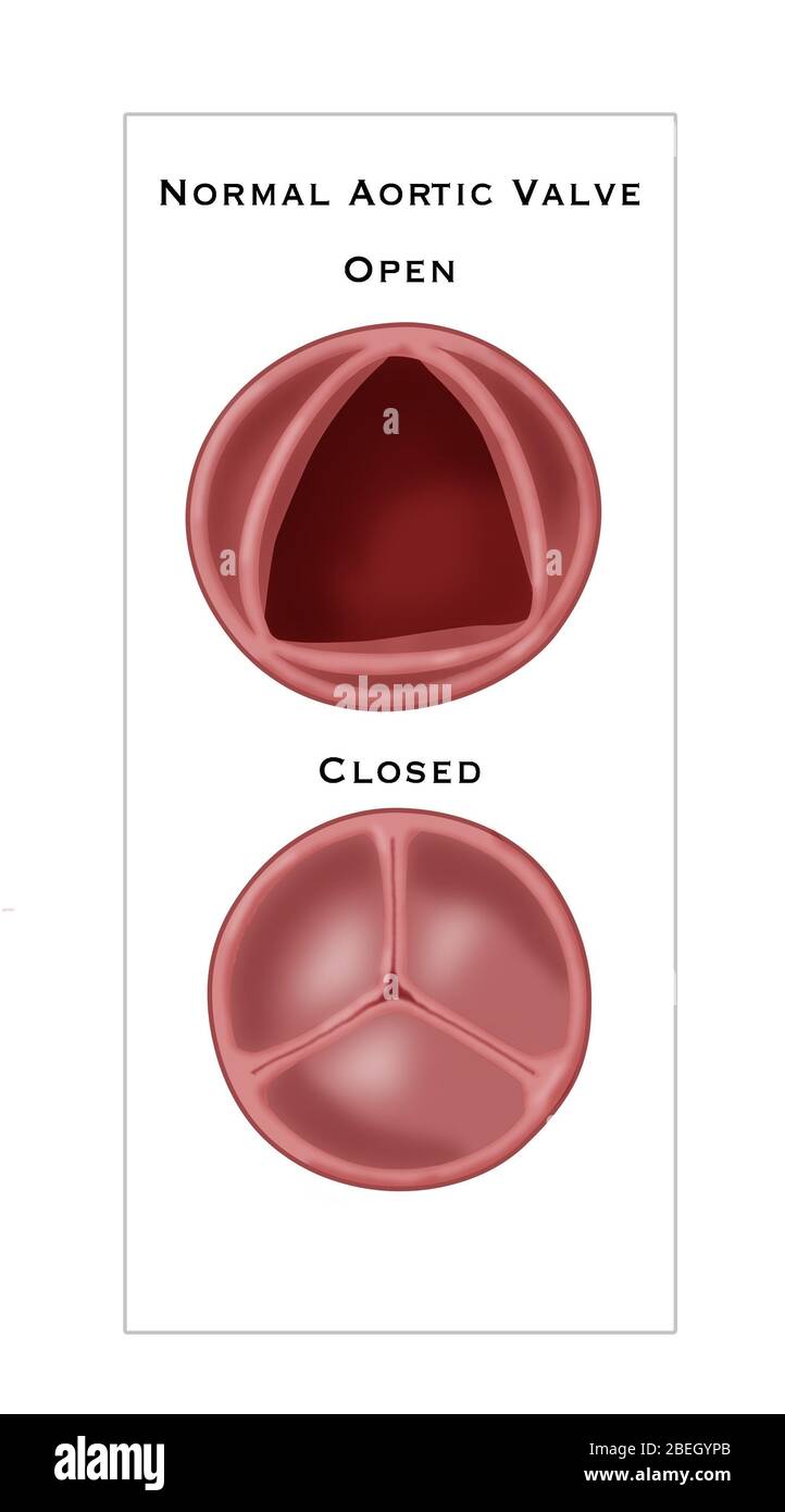 Normal Aortic Valve Stock Photo Alamy