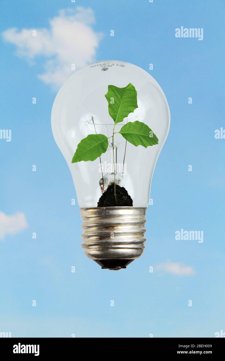 Plant in Light Bulb Stock Photo Alamy