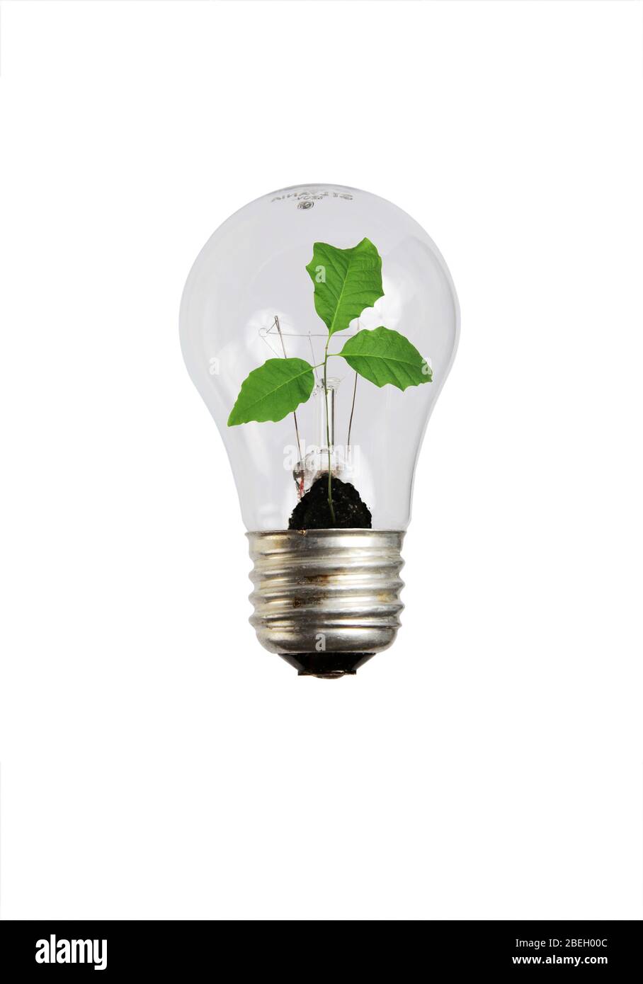 Plant in Light Bulb Stock Photo Alamy