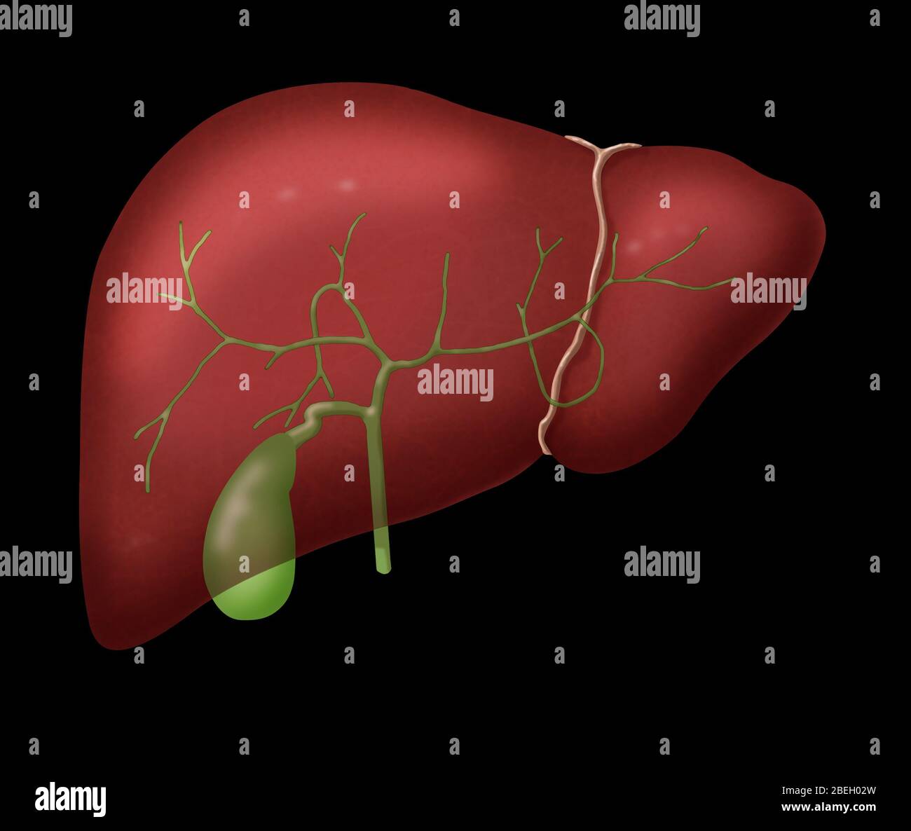 Gallbladder And Liver