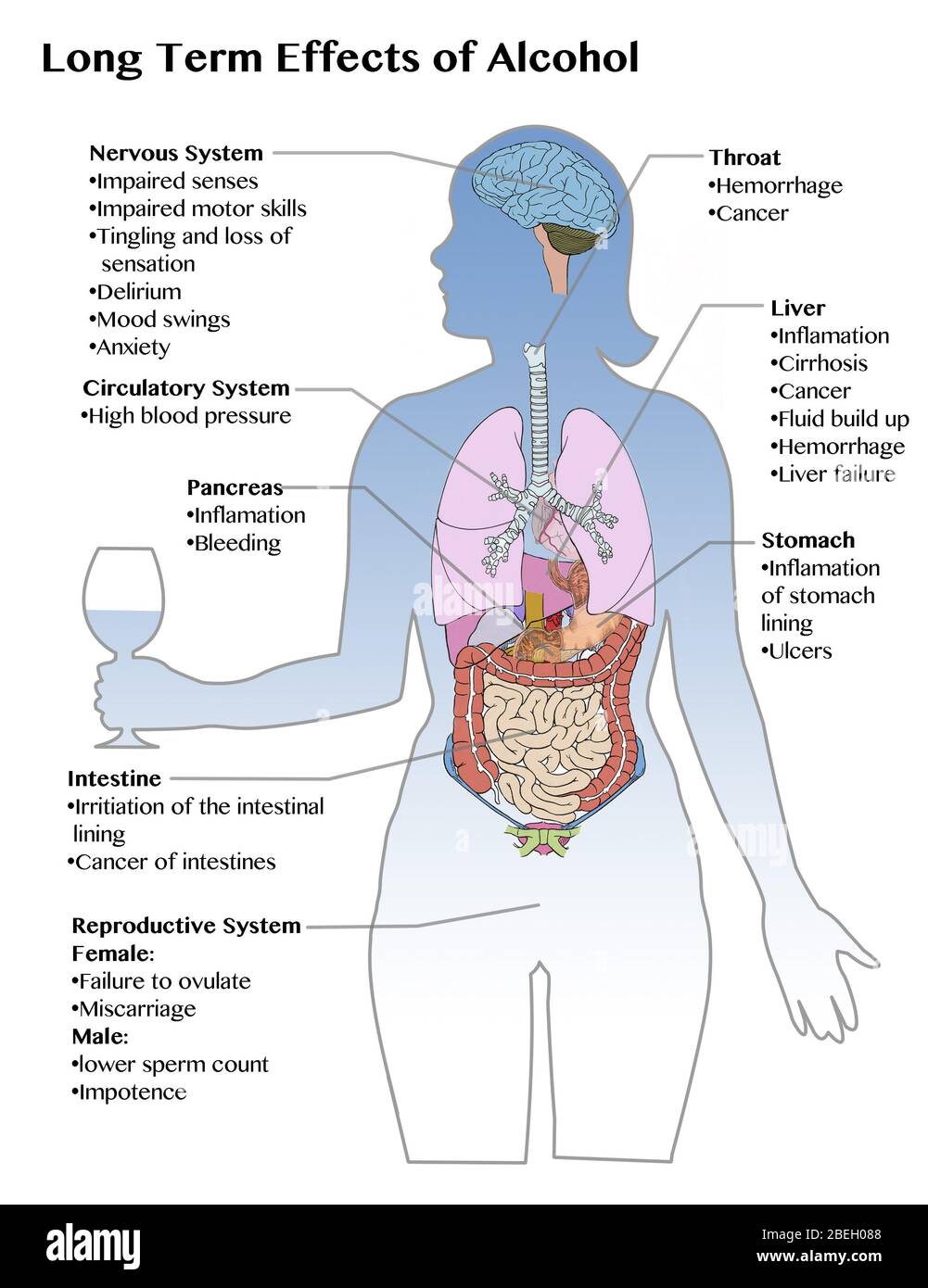 Long Term Effects of Alcohol Stock Photo - Alamy