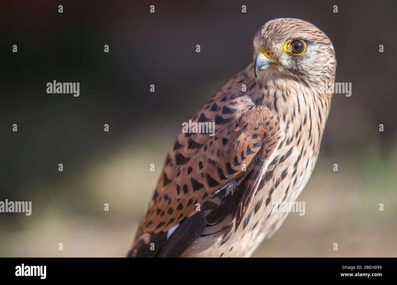 Lesser Kestrel female closeup or falco naumanni. Perched small falcon Stock Photo