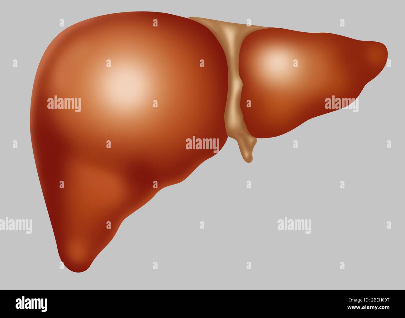 Human liver anatomy hires stock photography and images Alamy